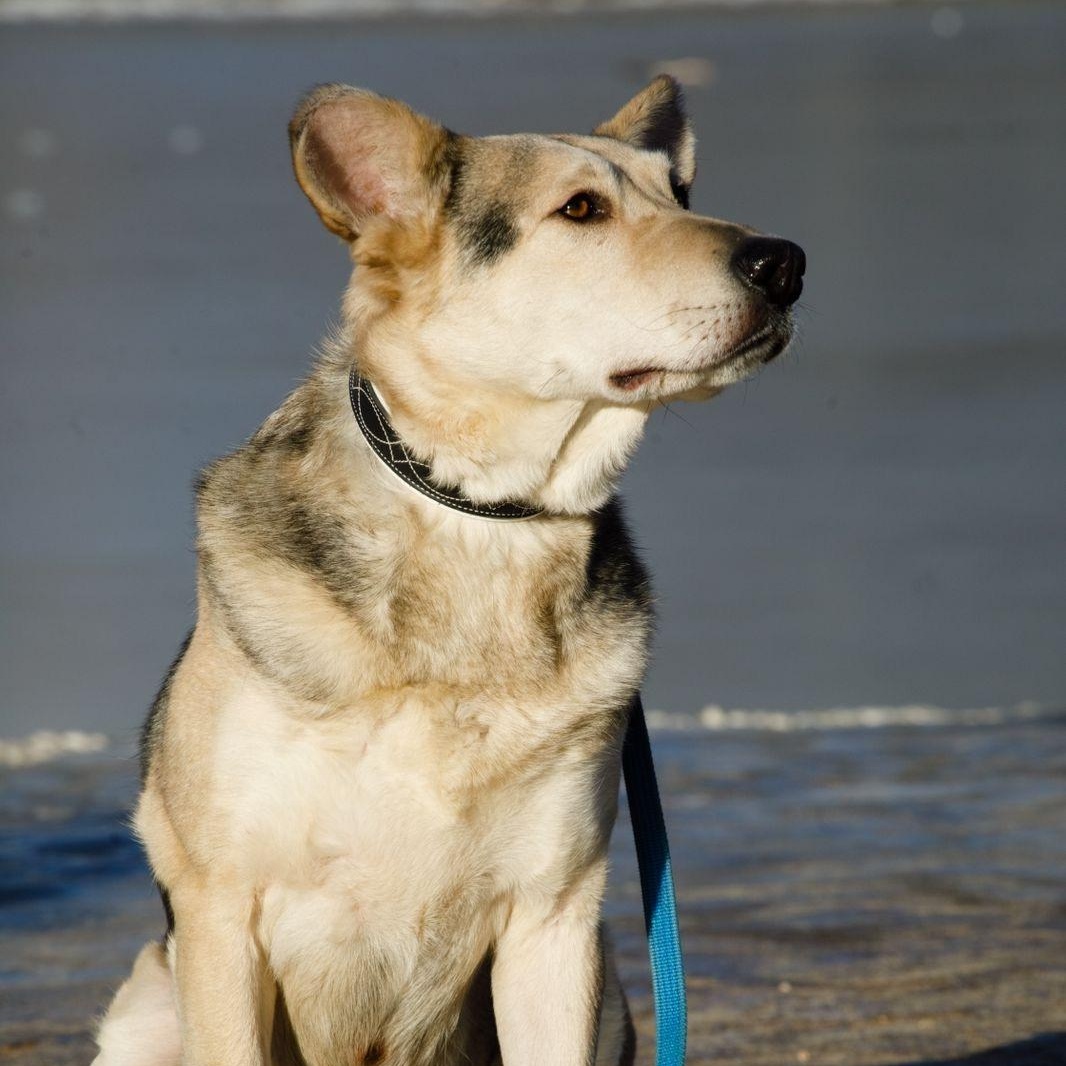Athos, Adult Male German Shepherd Dog