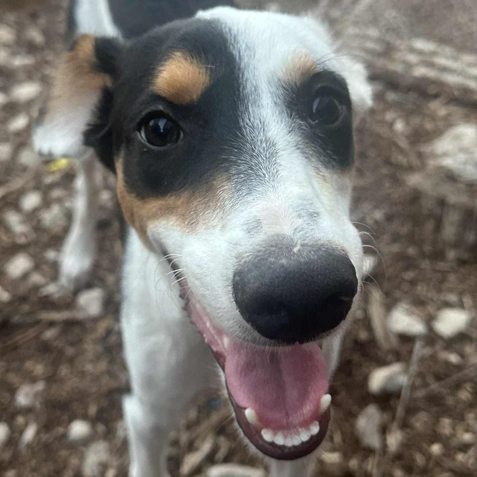 Enlarge Duke, an adoption pending mixed breed in Billings , MT image 4/4