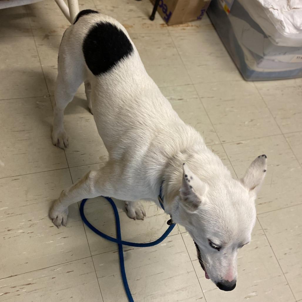 Echo, Adoptable, Adult Male Mixed Breed.