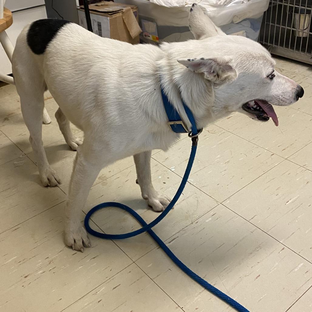 Enlarge Echo, a Adoptable Mixed Breed in Denison, TX image 2/4
