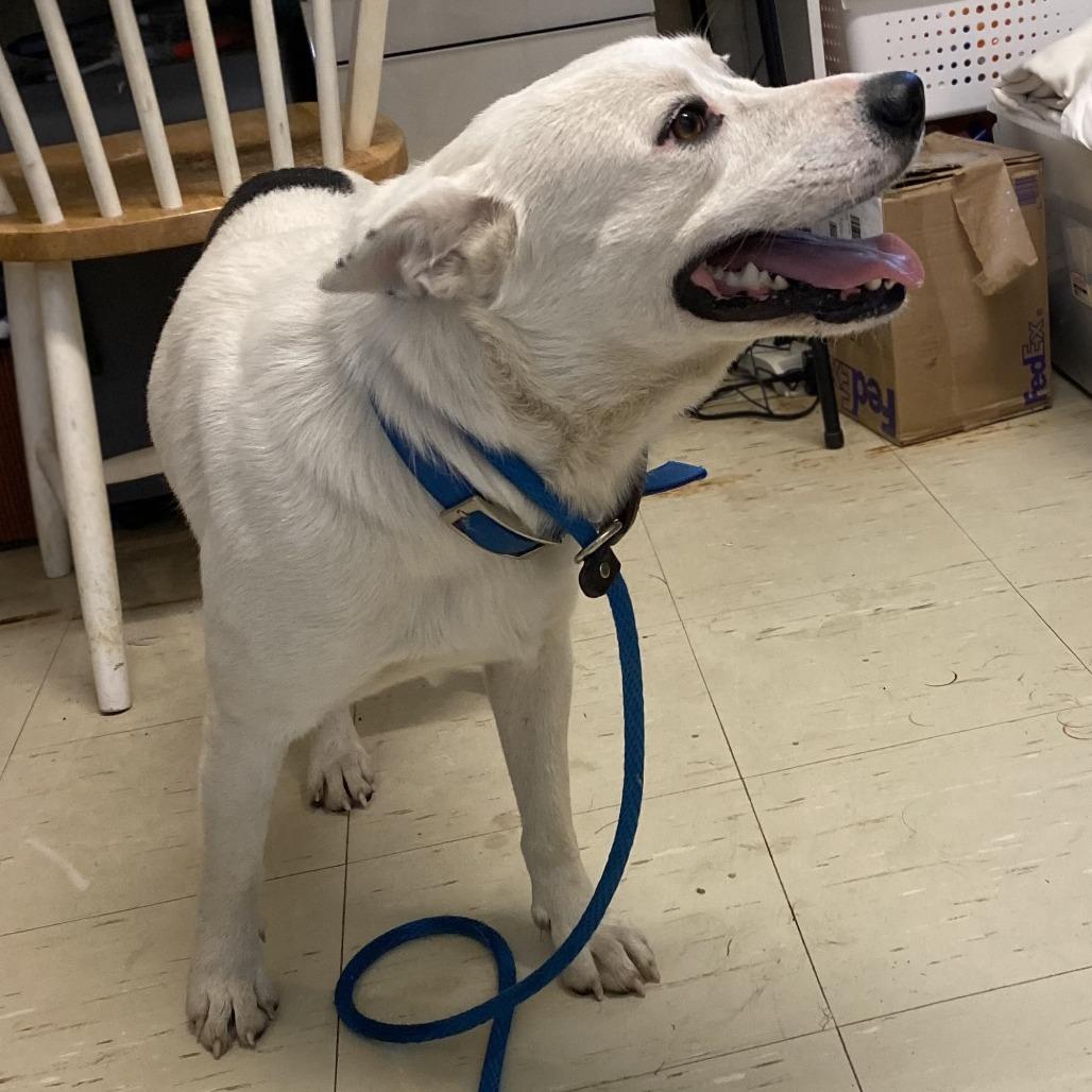 Enlarge Echo, a Adoptable Mixed Breed in Denison, TX image 3/4