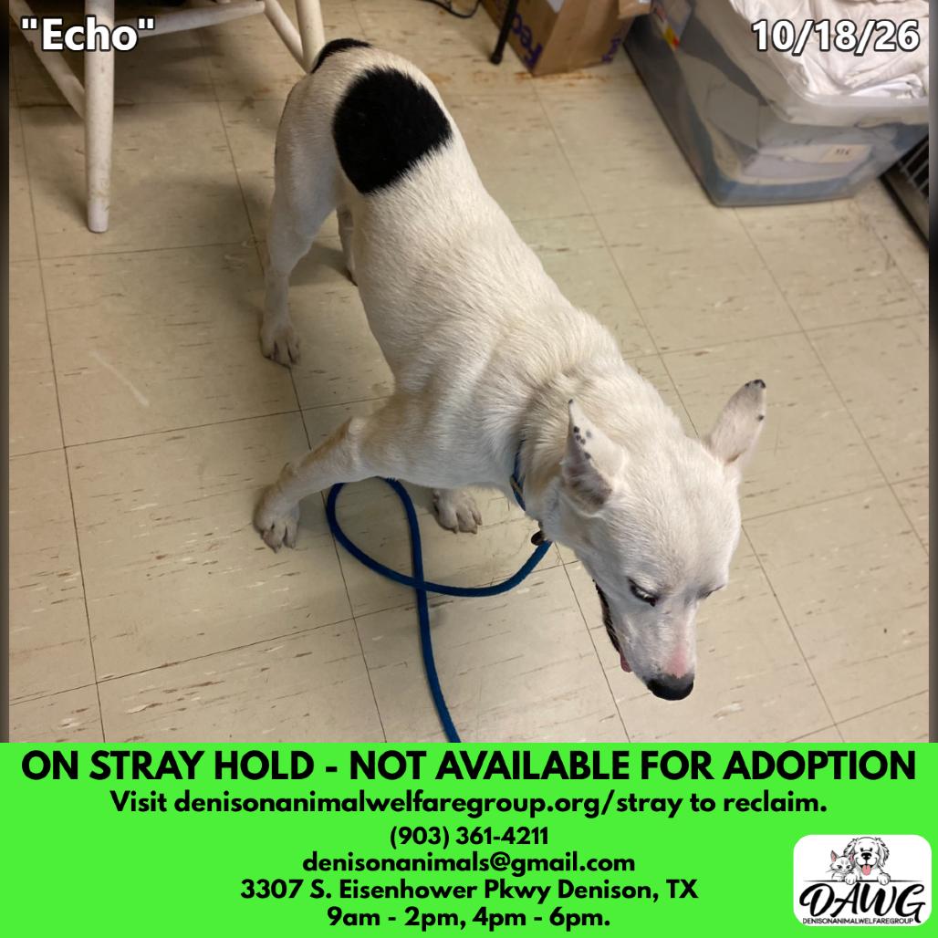 Enlarge Echo, a Adoptable Mixed Breed in Denison, TX image 4/4