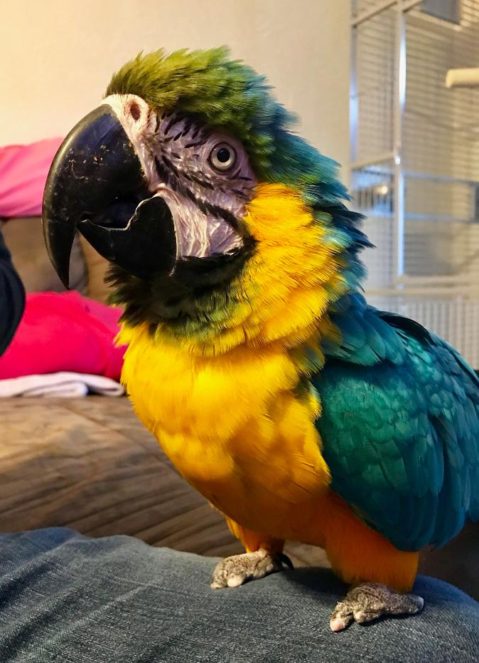Sam, Adopted, Adult Female Macaw & Macaw.