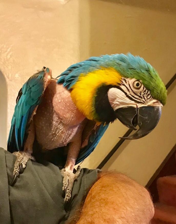 Enlarge Sam, a Adopted mixed breed in Pittsburgh, PA image 3/3