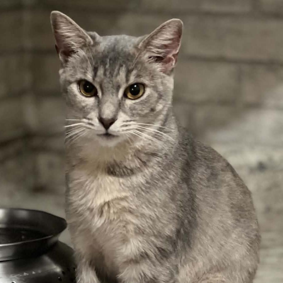 Enlarge Autumn, a Adoptable Domestic Short Hair in La Grange, KY image 1/5