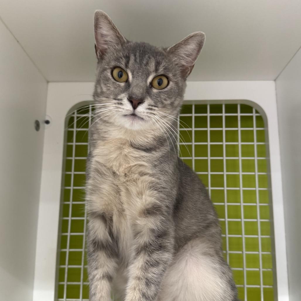 Enlarge Autumn, a Adoptable Domestic Short Hair in La Grange, KY image 2/5