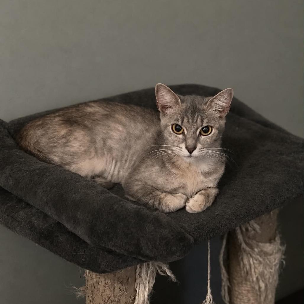 Enlarge Autumn, a Adoptable Domestic Short Hair in La Grange, KY image 3/5