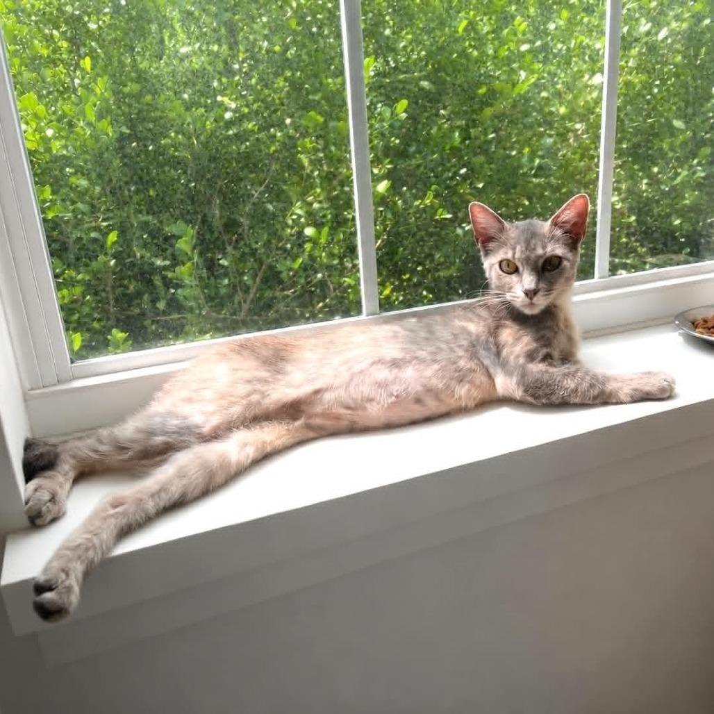Enlarge Autumn, a Adoptable Domestic Short Hair in La Grange, KY image 4/5