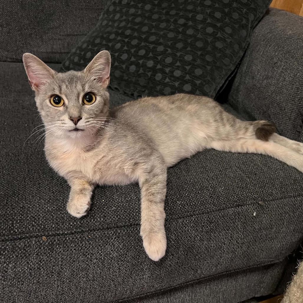 Enlarge Autumn, a Adoptable Domestic Short Hair in La Grange, KY image 5/5