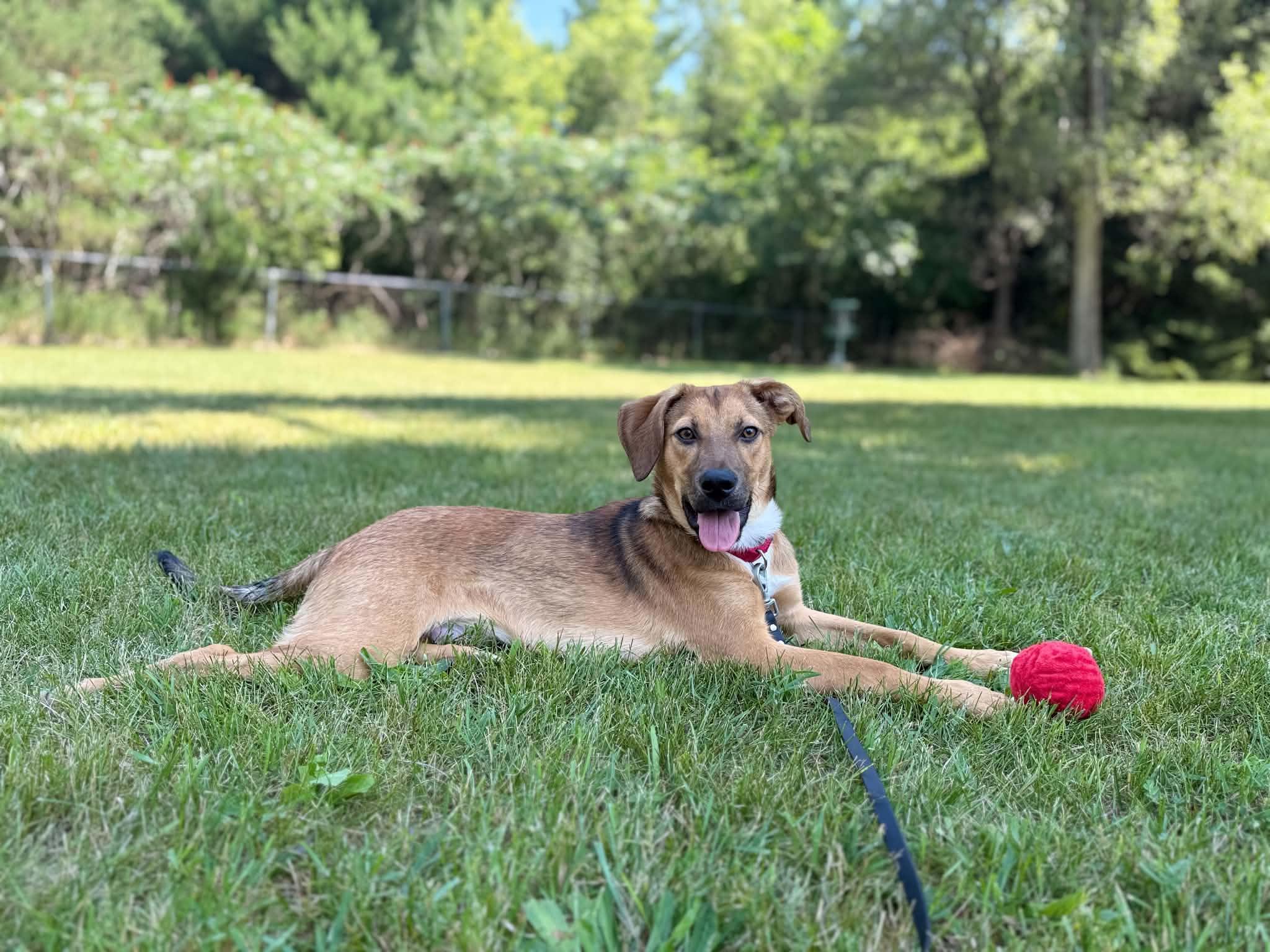 Enlarge Beep, a ADOPTABLE Mixed Breed in Grand Rapids, MI image 2/3