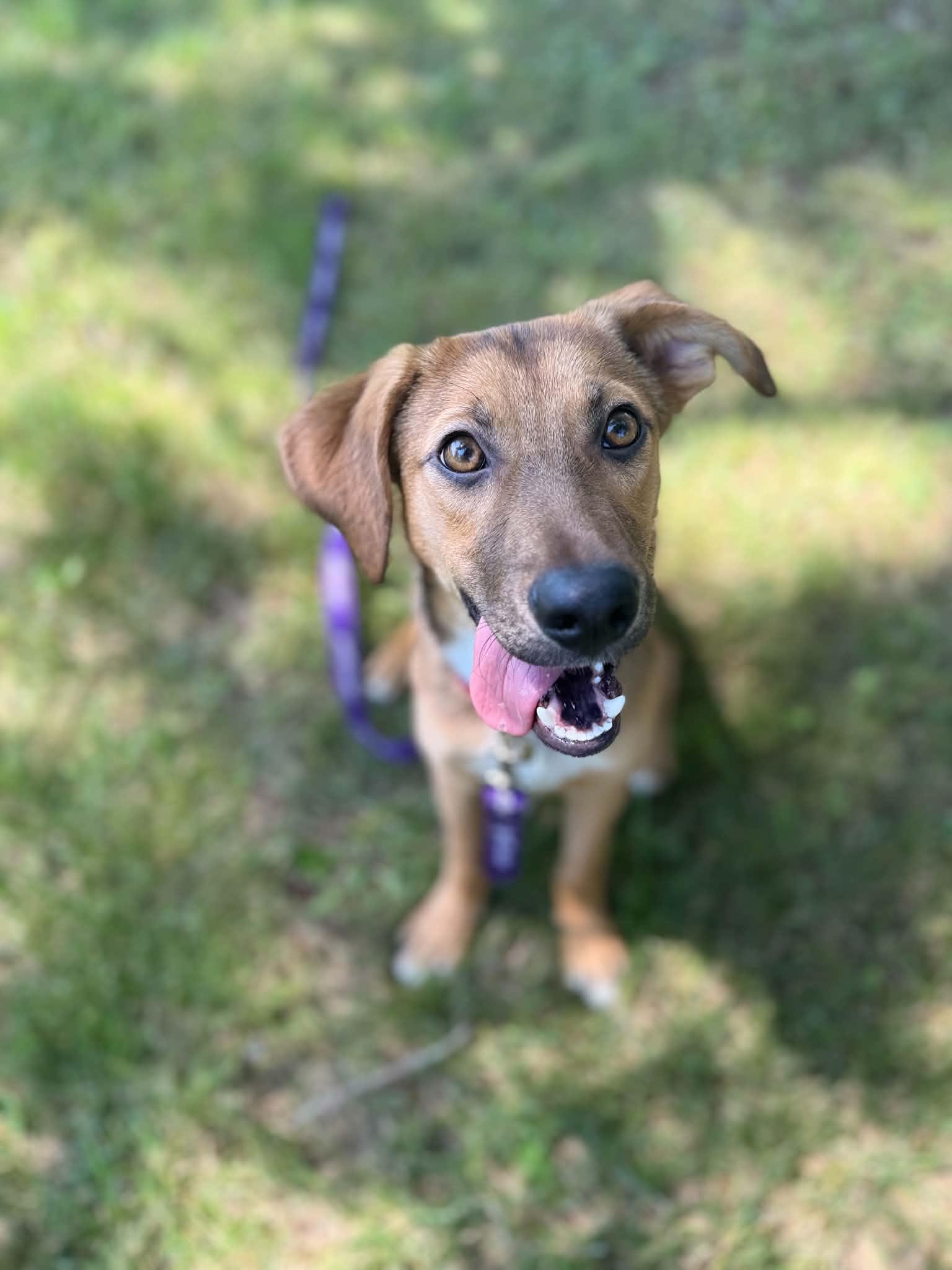 Beep, ADOPTABLE, Puppy Male Mixed Breed.
