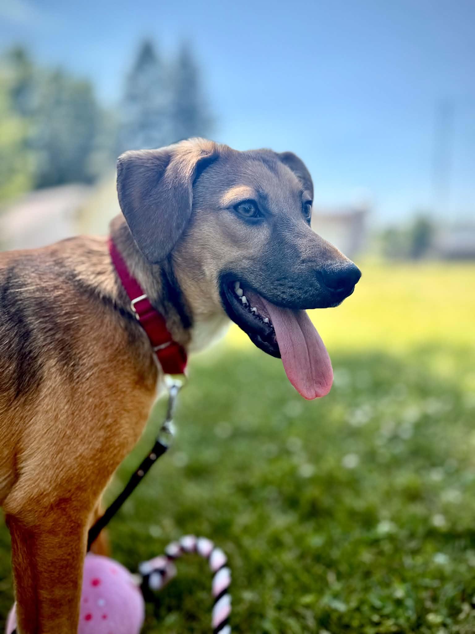 Enlarge Beep, a ADOPTABLE Mixed Breed in Grand Rapids, MI image 3/3