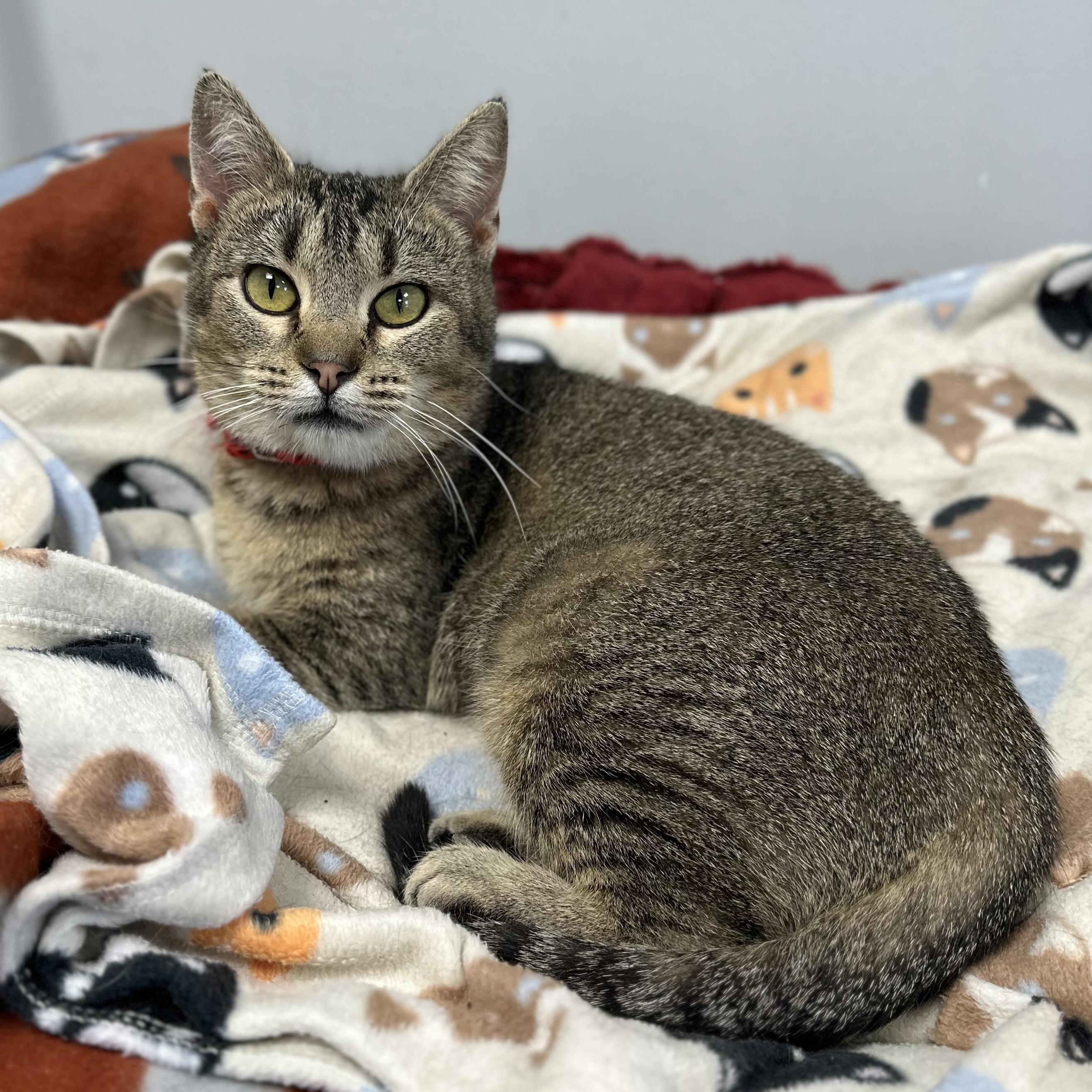 Enlarge Brindie, a ADOPTABLE Domestic Short Hair in Effingham, IL image 1/1