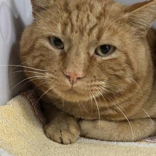 Buster, Adoptable, Adult Male Domestic Short Hair.