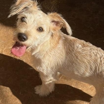 Charlie, a Adopted mixed breed in wildersville, TN image 4/6