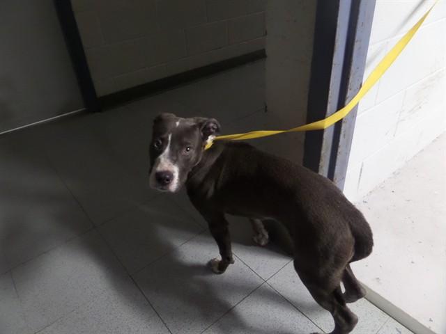 XENO, Adoptable, Young Male Pit Bull Terrier & Mixed Breed.