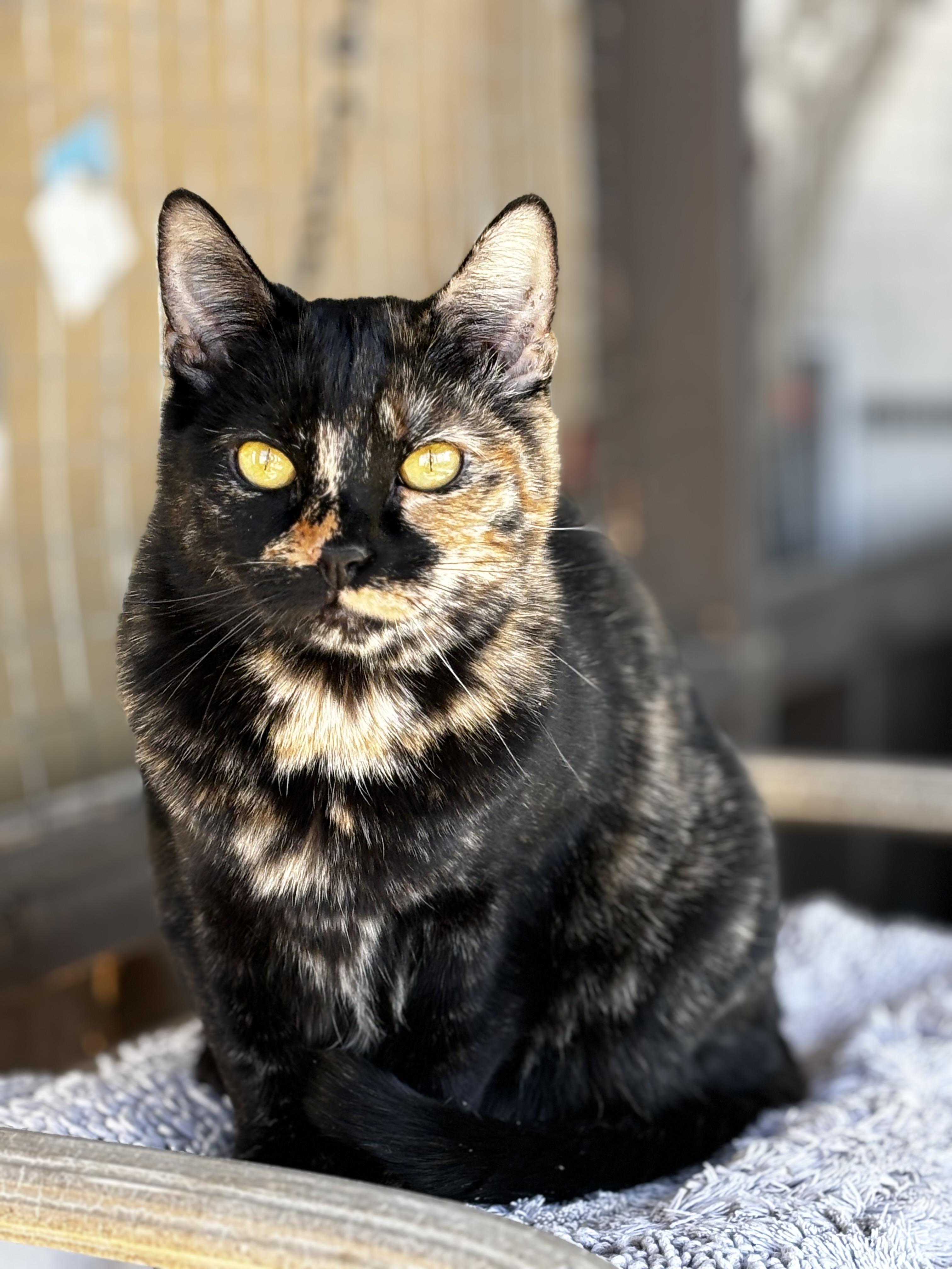 Enlarge Jewel, a Adoptable Tortoiseshell in Helendale, CA image 1/1