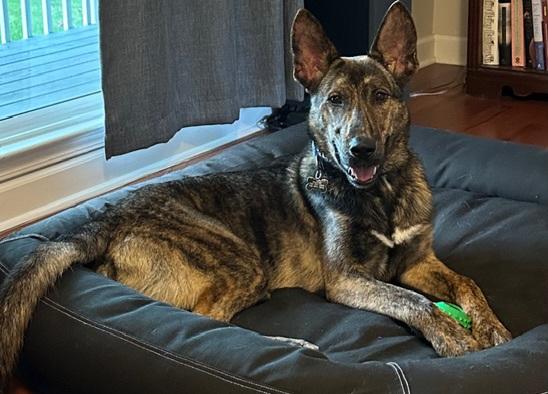Willet, ADOPTABLE, Young Male German Shepherd Dog.