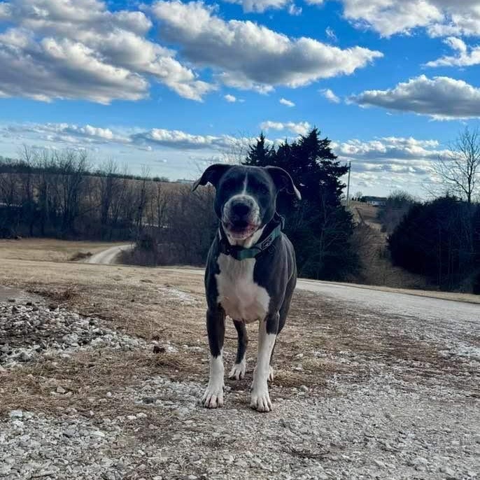 Boomer, Adopted, Senior Male American Staffordshire Terrier.