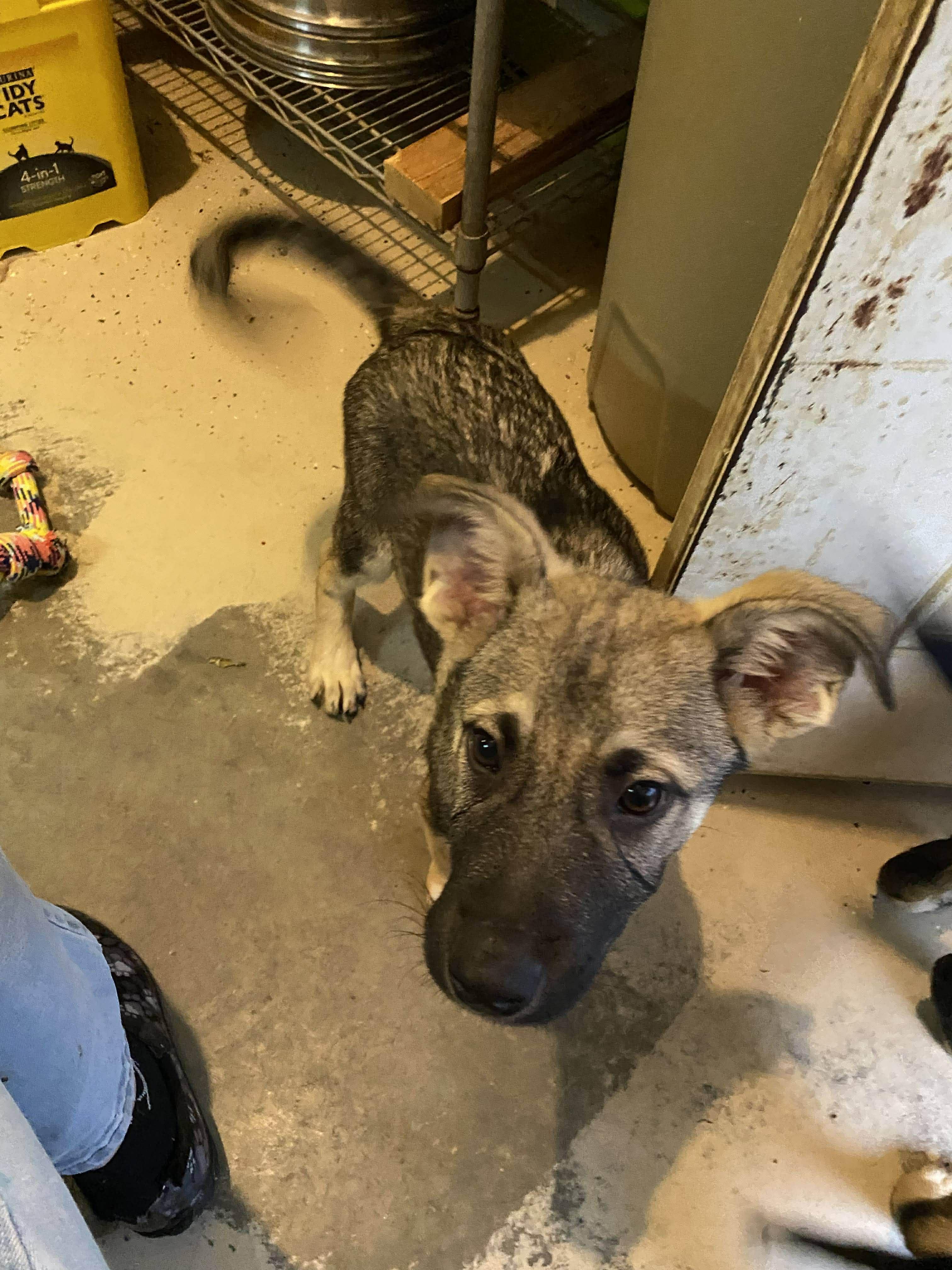 Dartanian (PUPPY)
