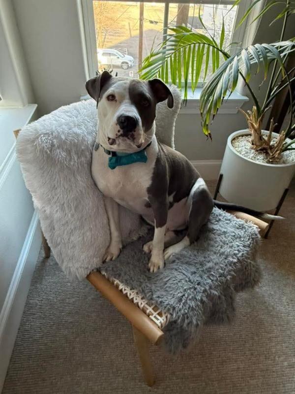 Levi the Big Softie — thumbnail 5