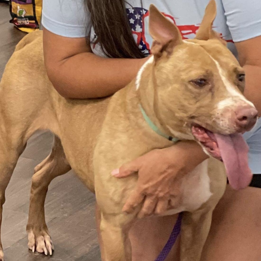 Enlarge Chiqui, a Adoptable American Staffordshire Terrier in Schertz, TX image 1/5