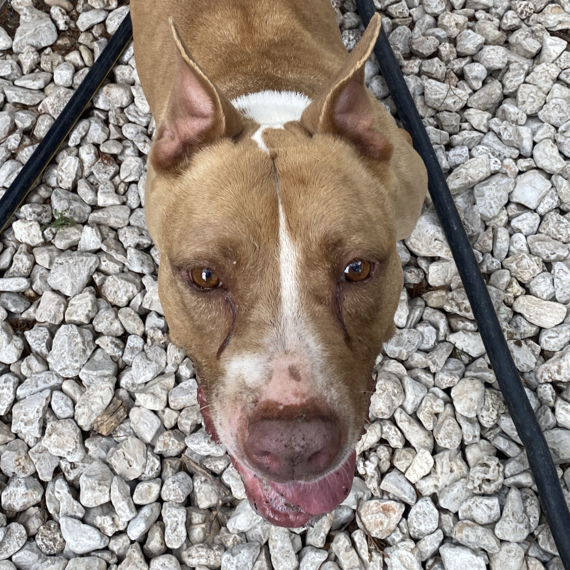 Enlarge Chiqui, a Adoptable American Staffordshire Terrier in Schertz, TX image 5/5