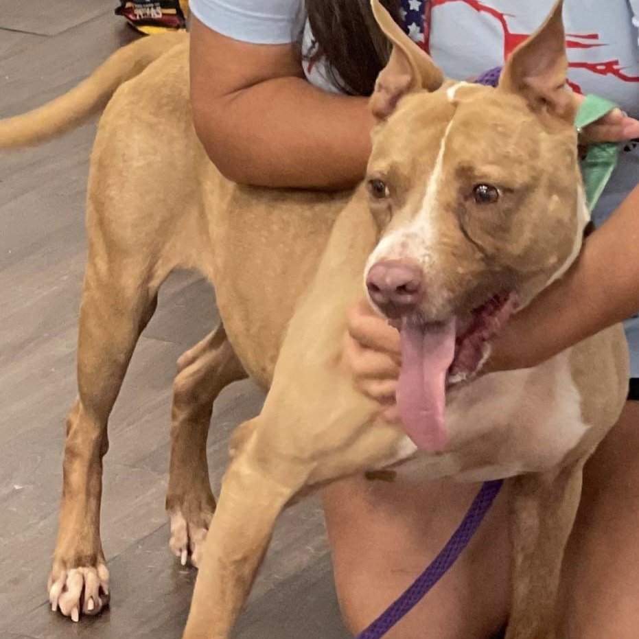 Chiqui, Adoptable, Senior Female American Staffordshire Terrier.