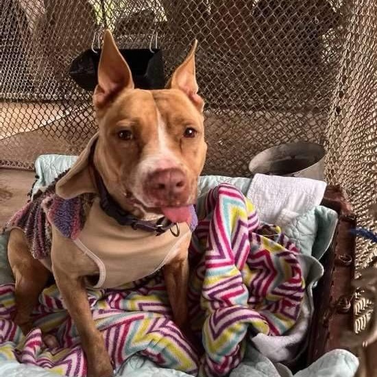 Enlarge Chiqui, a Adoptable American Staffordshire Terrier in Schertz, TX image 3/5