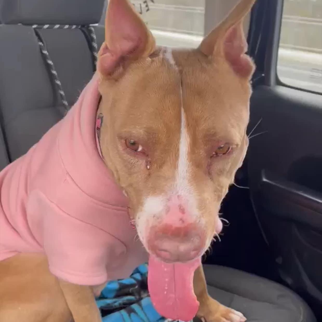 Enlarge Chiqui, a Adoptable American Staffordshire Terrier in Schertz, TX image 4/5