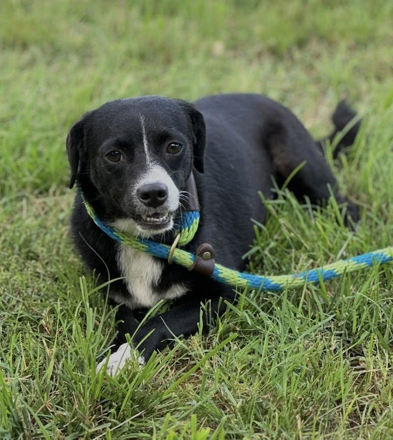 Enlarge Pantera, an adoptable Mixed Breed in Woodstock, ON image 2/5