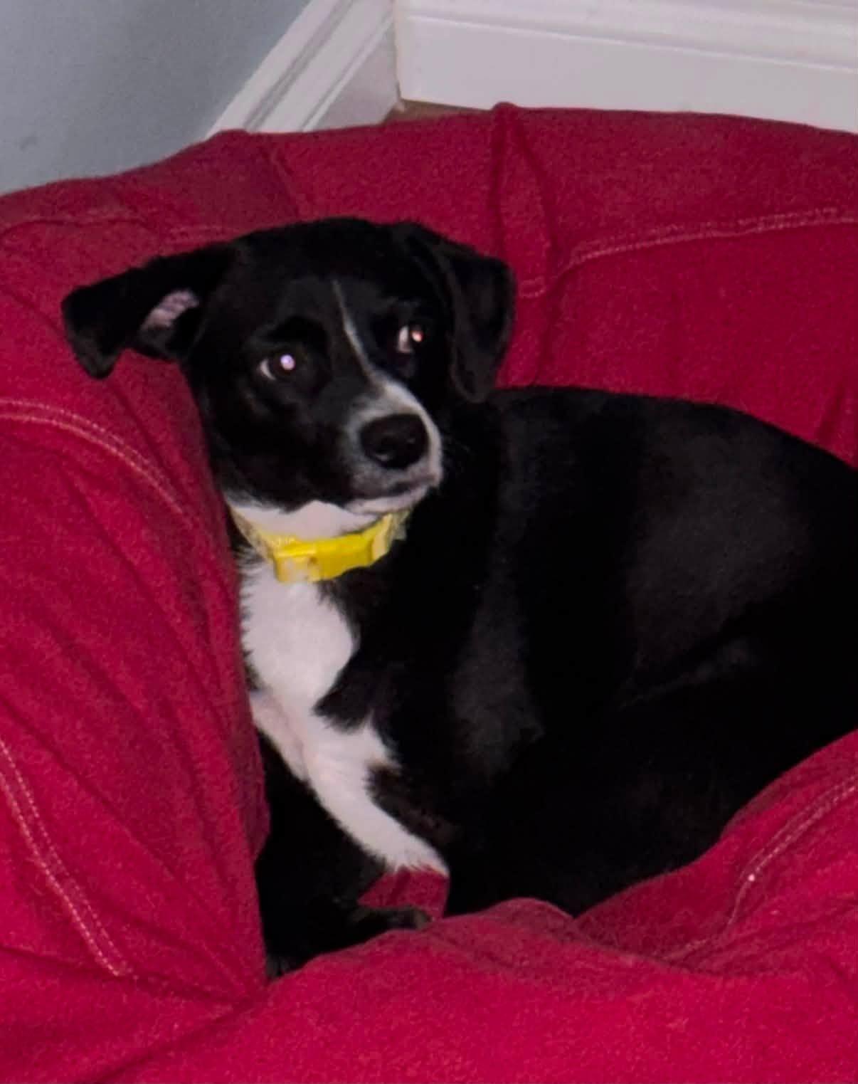 Enlarge Pantera, an adoptable Mixed Breed in Woodstock, ON image 3/5