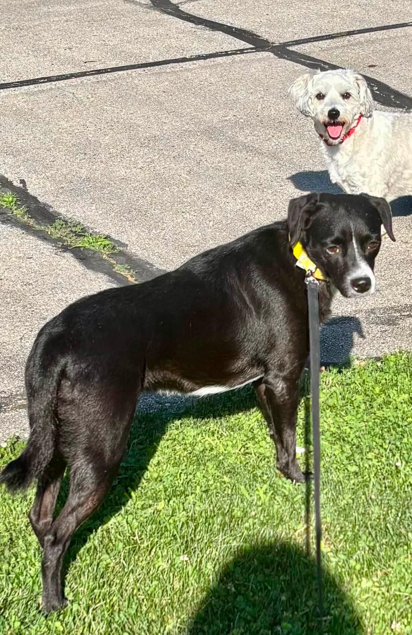 Enlarge Pantera, an adoptable Mixed Breed in Woodstock, ON image 4/5
