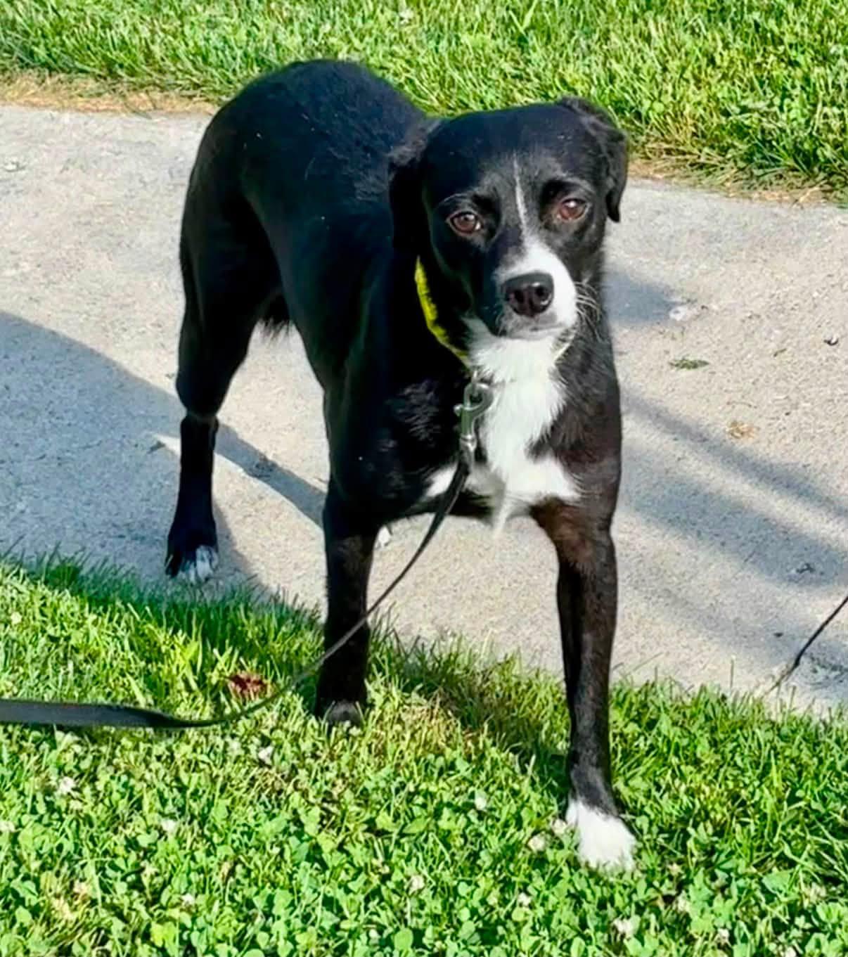 Pantera, adoptable, Young Female Mixed Breed.