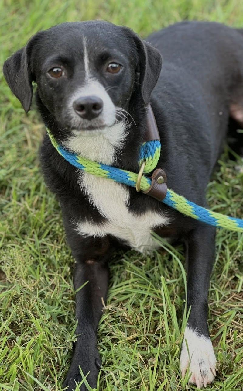 Enlarge Pantera, an adoptable Mixed Breed in Woodstock, ON image 5/5