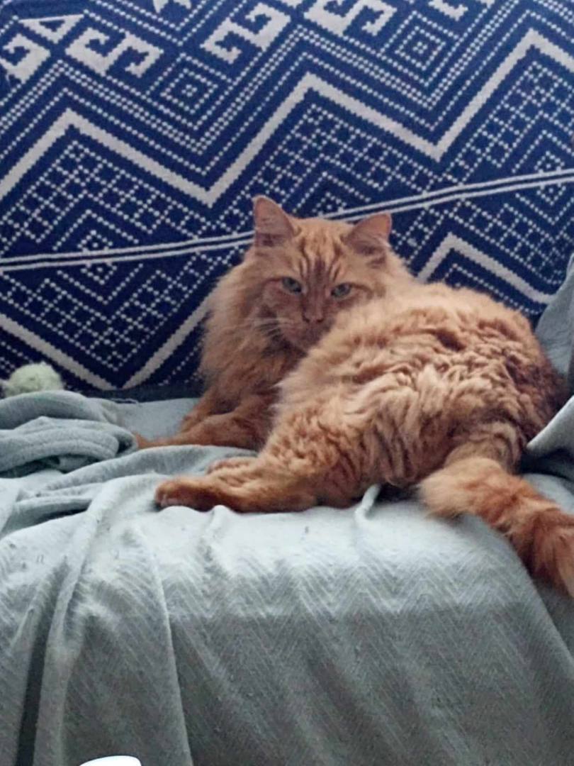 Moochie and Tigger, Adoptable, Adult Male Domestic Short Hair.