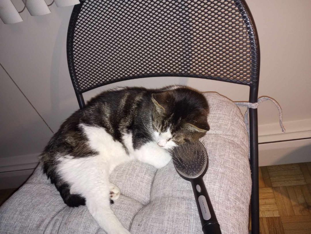 Moochie and Tigger, a Adoptable Domestic Short Hair in Fonthill, ON image 2/6