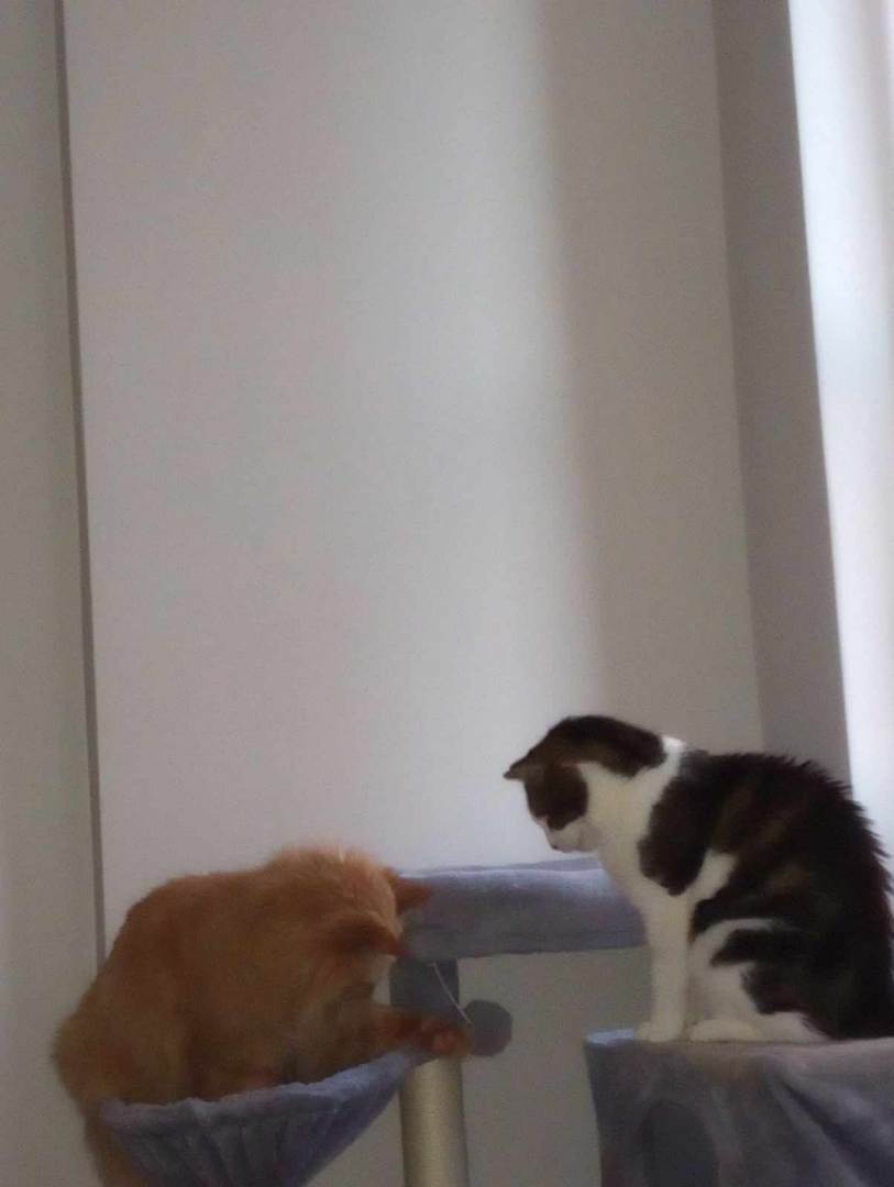 Moochie and Tigger, a Adoptable Domestic Short Hair in Fonthill, ON image 3/6