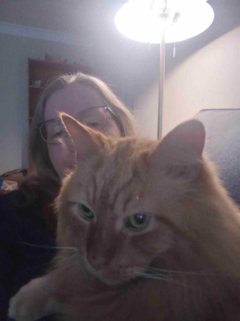 Moochie and Tigger, a Adoptable Domestic Short Hair in Fonthill, ON image 4/6