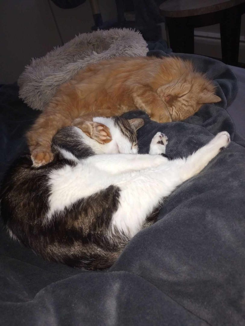Moochie and Tigger, a Adoptable Domestic Short Hair in Fonthill, ON image 5/6