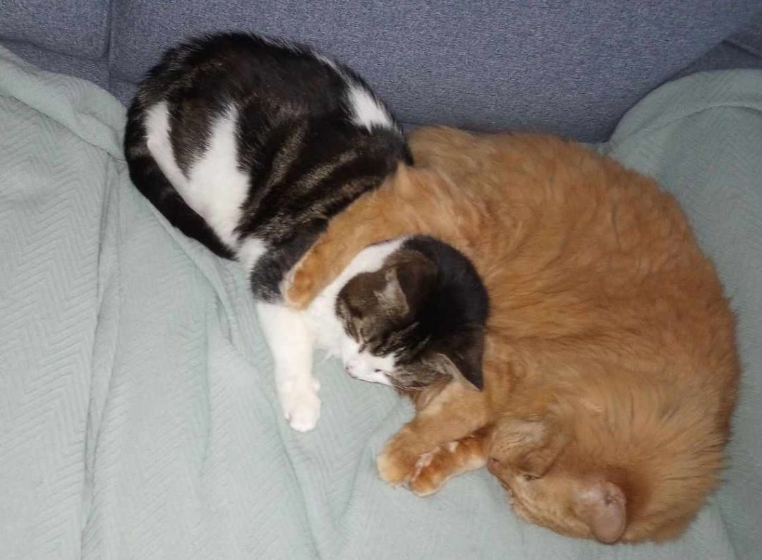 Moochie and Tigger, a Adoptable Domestic Short Hair in Fonthill, ON image 6/6