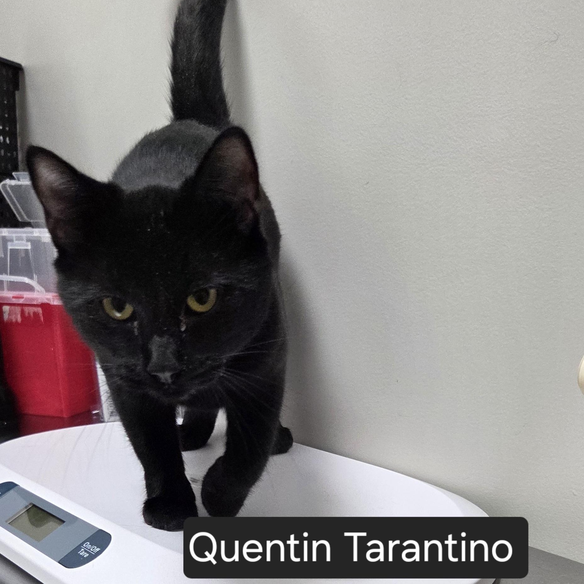 Enlarge Quentin, a Adoptable Domestic Short Hair in Snow Hill, NC image 1/1