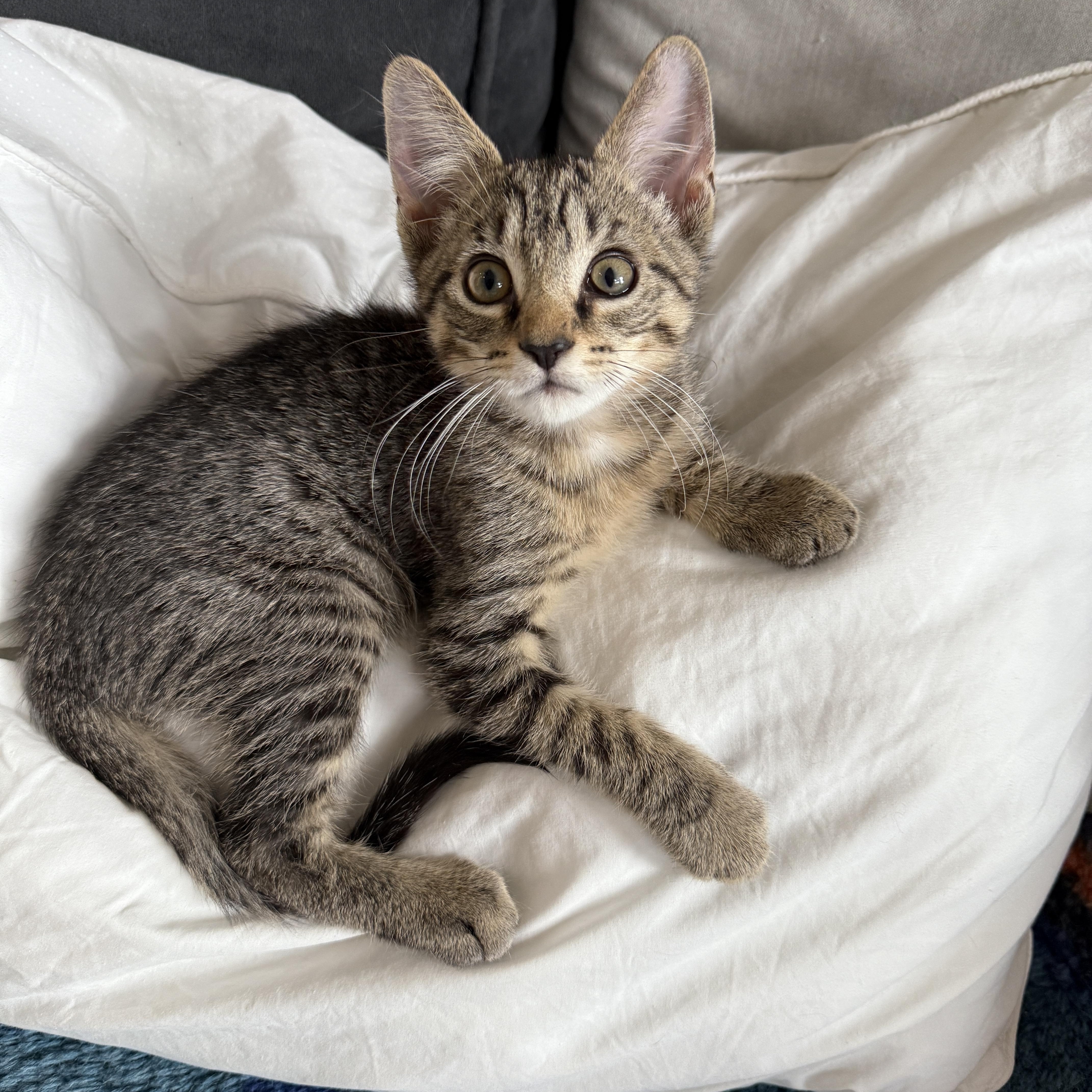 Matey, Adoptable, Kitten Male Domestic Short Hair.