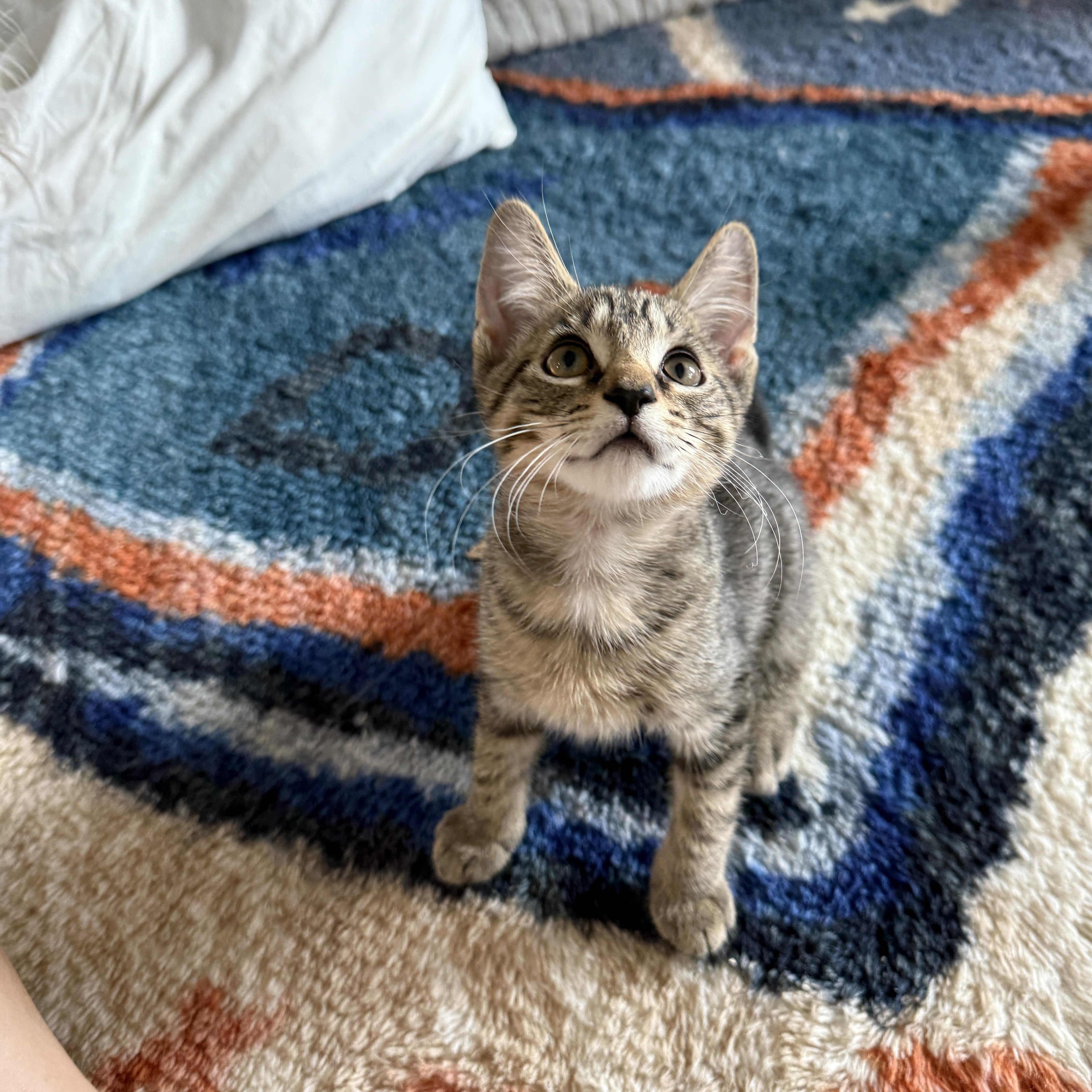 Matey, a Adoptable Domestic Short Hair in Brooklyn, NY image 3/5