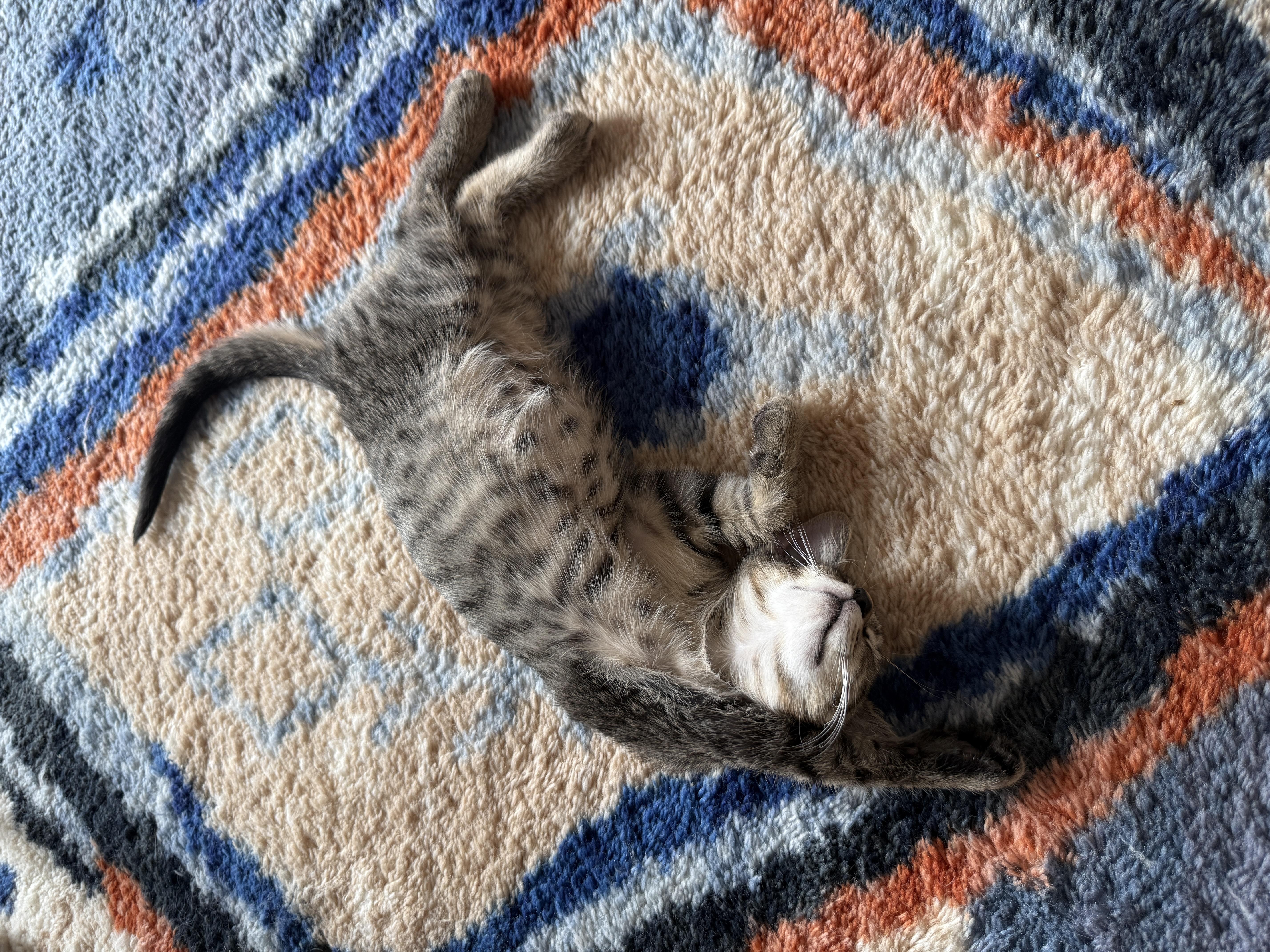 Matey, a Adoptable Domestic Short Hair in Brooklyn, NY image 5/5