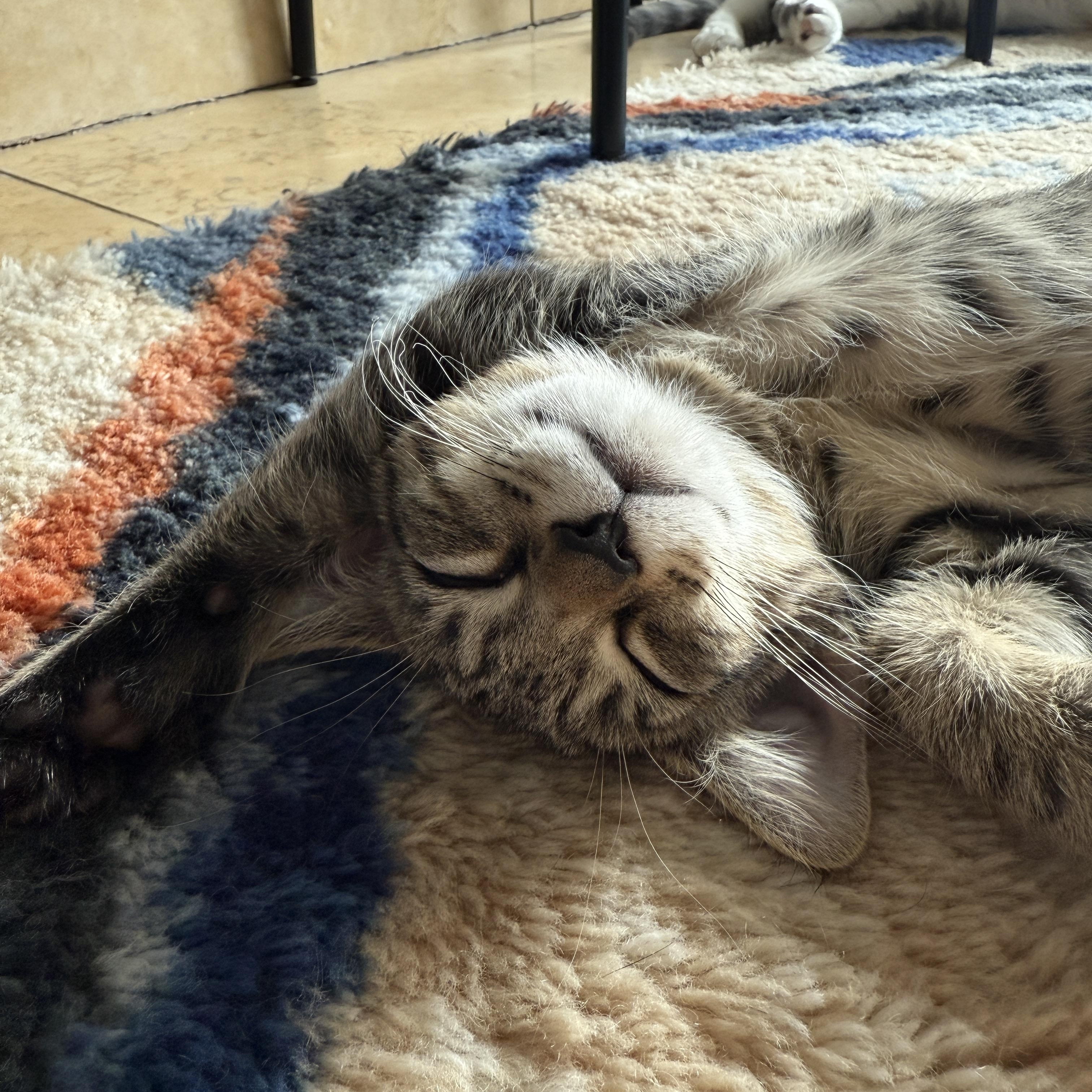 Matey, a Adoptable Domestic Short Hair in Brooklyn, NY image 2/5