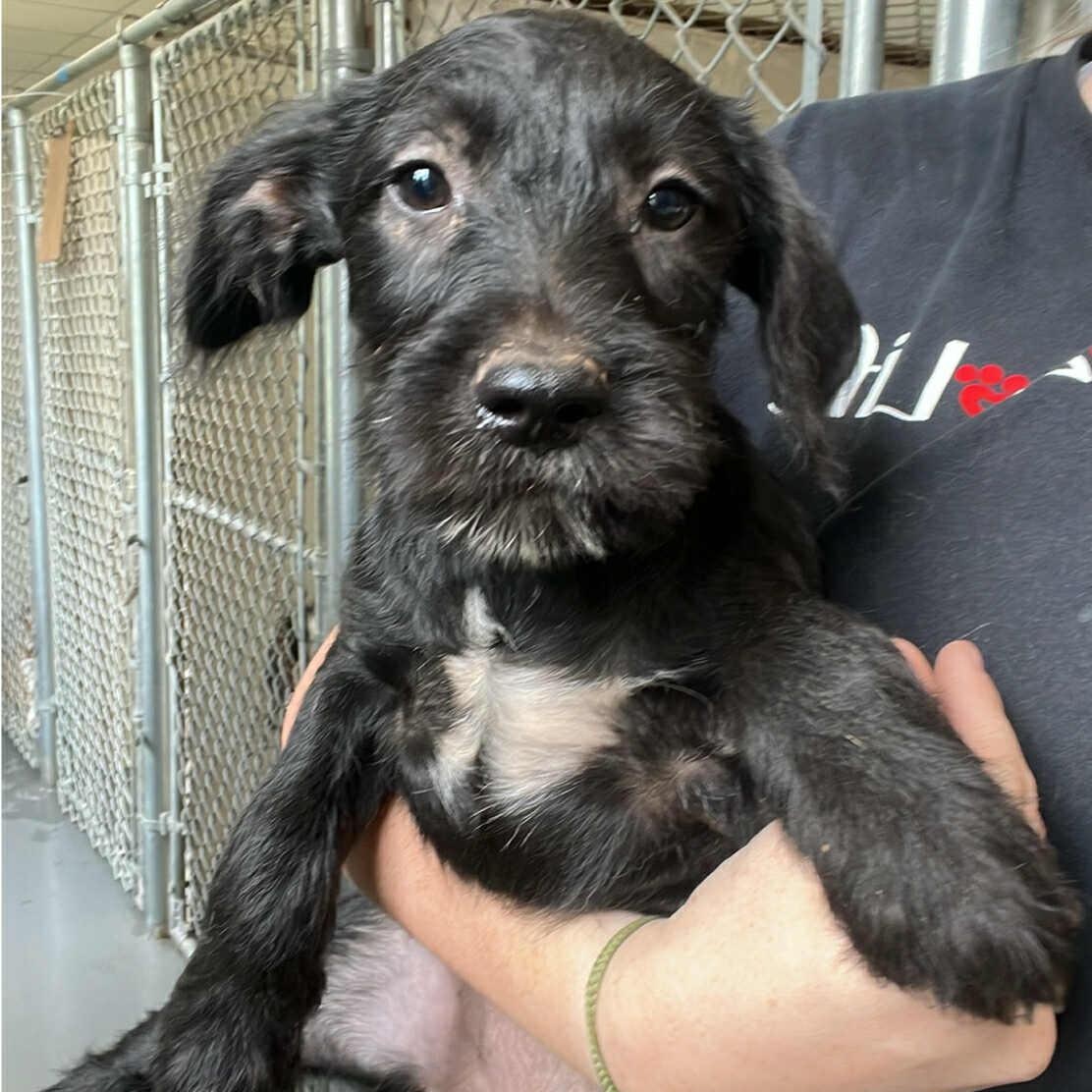 Queenie, an adoptable Retriever, Labradoodle in Cedarburg, WI, 53012 | Photo Image 1