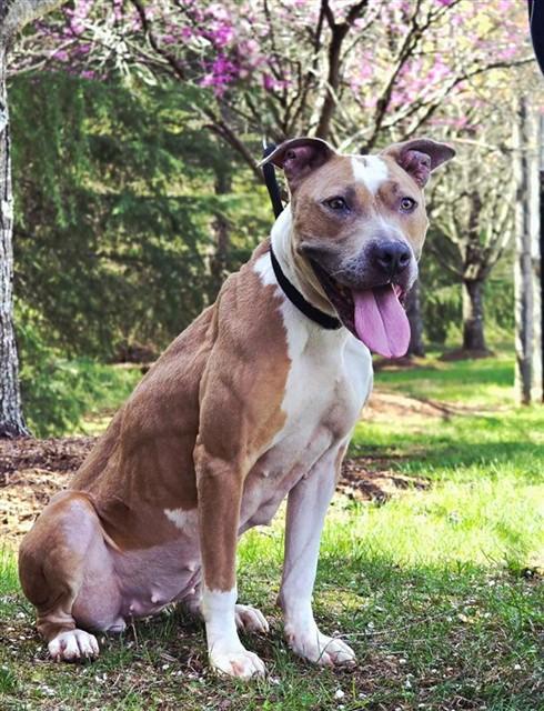 KANGA, Adoptable, Adult Female Pit Bull Terrier & Mixed Breed.