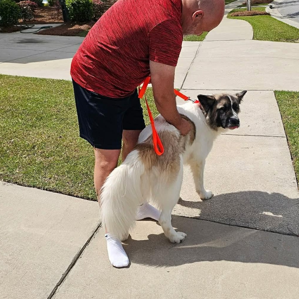 Enlarge Ezra, a ADOPTABLE mixed breed in Wando, SC image 5/5