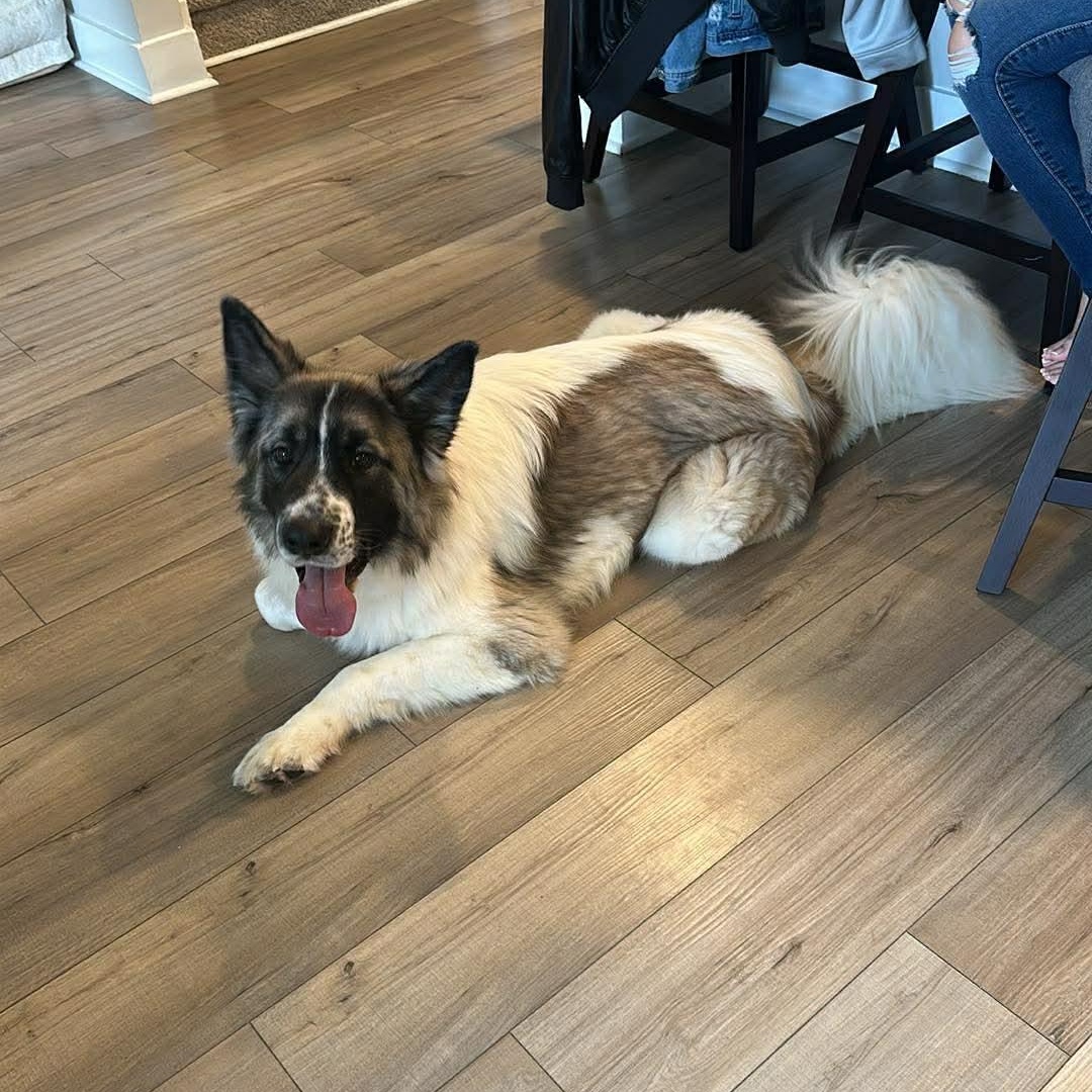 Ezra, ADOPTABLE, Young Male Shepherd.